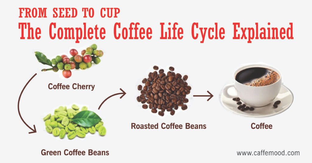 coffee life cycle