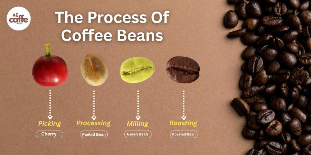 Secrets for Coffee Espresso