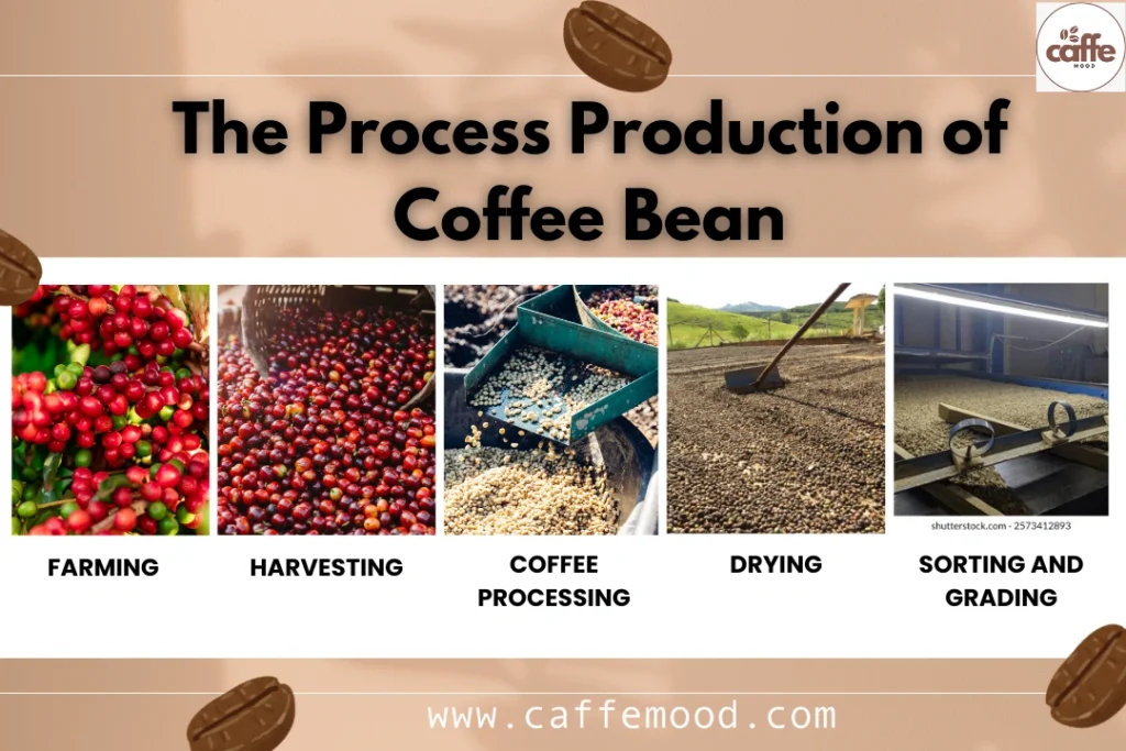 Buy Green Coffee Beans Online